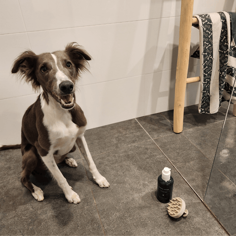 Dog sitting on a bathroom floor with pet grooming products nearby